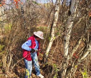REsident Eleanor Herman removing invasive shrubs and vines from the woods behind Cranberry Lane homes. November, 2016