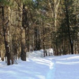 Snowshoe trail in the east campus woods,